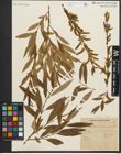Foto von Salix triandra L.